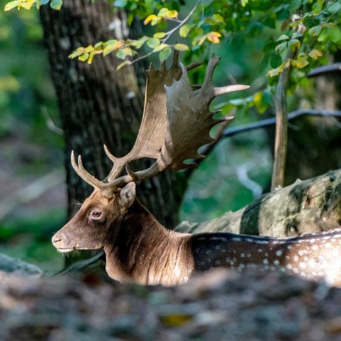 Animali