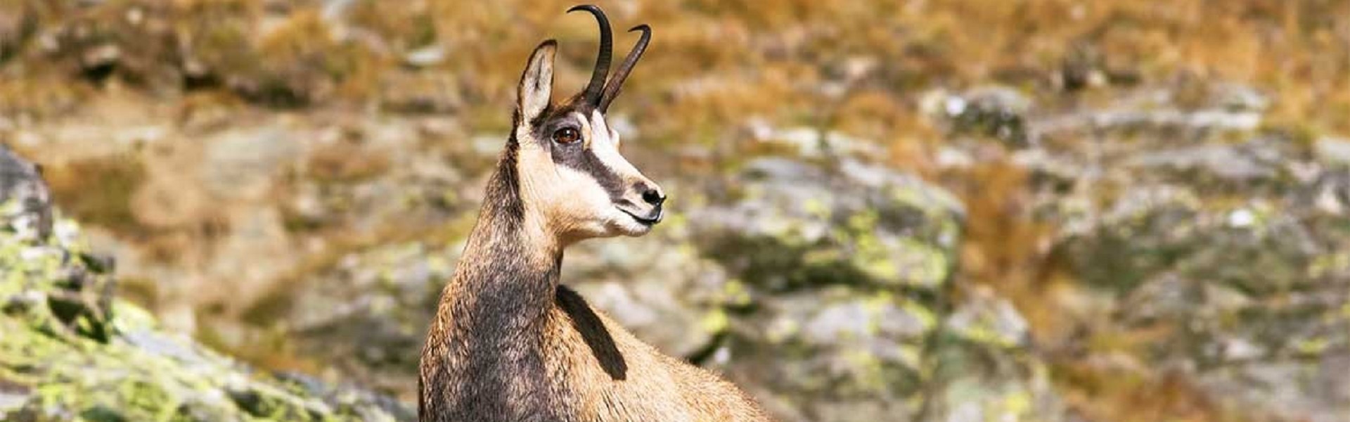 Natura