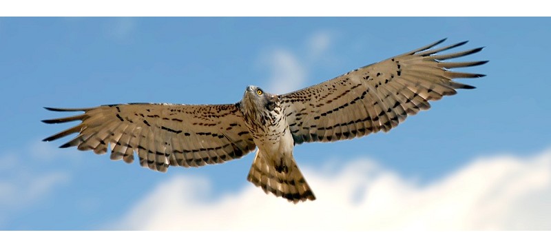 Birdwatching in Val d´Aosta