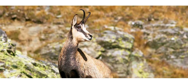 Natura