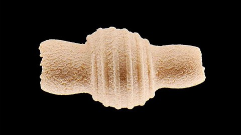 TRISCELE ART FOOD è un pastificio agricolo, che produce pasta secca in maniera artigianale, proveniente da una selezione accurata del miglior grano duro che coltiviamo in Sicilia. Il grano viene prodotto senza utilizzare diserbanti, senza OGM,